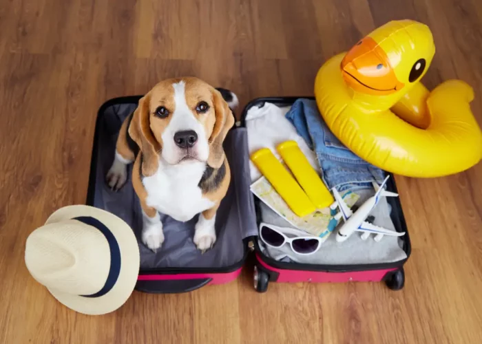Où partir en vacances avec son chien en été ?