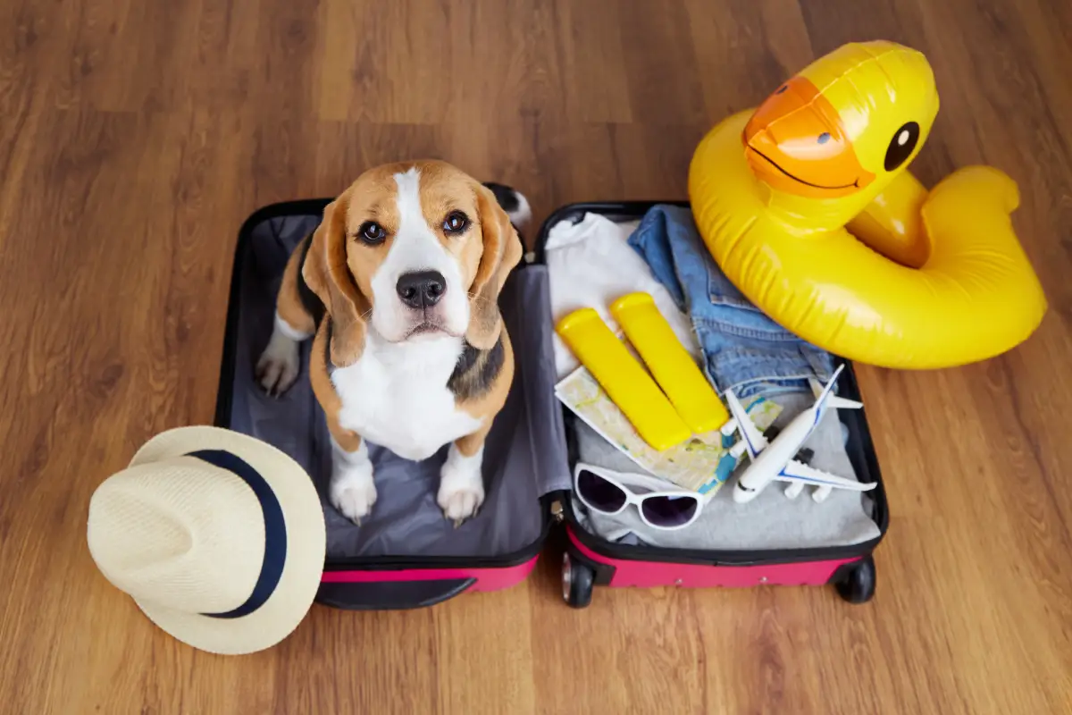 Où partir en vacances avec son chien en été ?